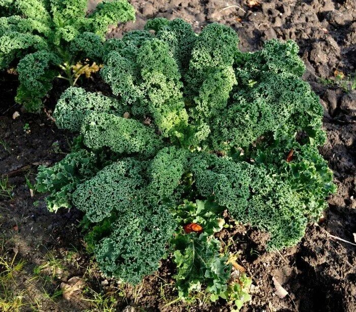 Капуста листовая рецепты приготовления с фото How to Plant, Grow, and Harvest Kale Starting a garden, Plants, Growing green be