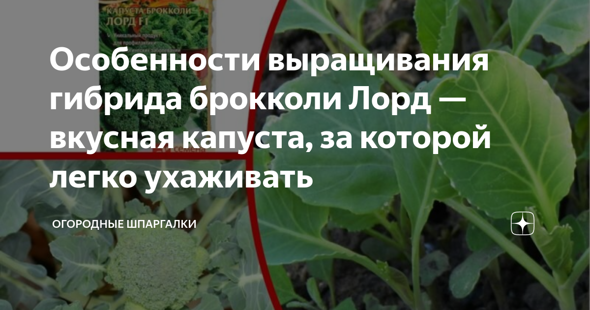 Капуста лорд описание сорта фото отзывы Особенности выращивания гибрида брокколи Лорд - вкусная капуста, за которой легк