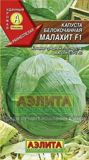 Капуста малахит описание сорта фото отзывы садоводов Капуста белокочанная Малахит F1(А) 0,3 г (51747531) купить с доставкой по доступ