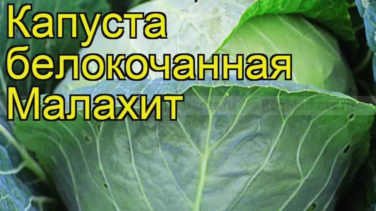 Капуста малахит описание сорта фото отзывы садоводов Капуста белокочанная Малахит. Краткий обзор, описание характеристик, где купить 