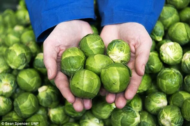 Капуста маленькие кочанчики как называется фото Brussels sprouts bigger than golf balls are heading for dinner plates this winte