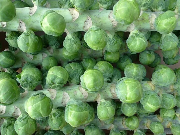 Капуста маленькие кочанчики как называется фото Brussels sprout - Wikipedia