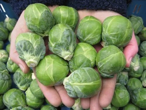 Капуста маленькие кочанчики как называется фото 2017: Year of the Brassica - Brussels Sprouts Dagan Brussel sprouts, Sprouts, Br