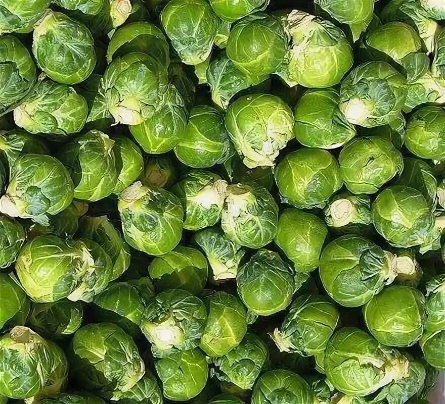 Капуста маленькие кочанчики как называется фото Brussels sprout WikiGardener Fandom