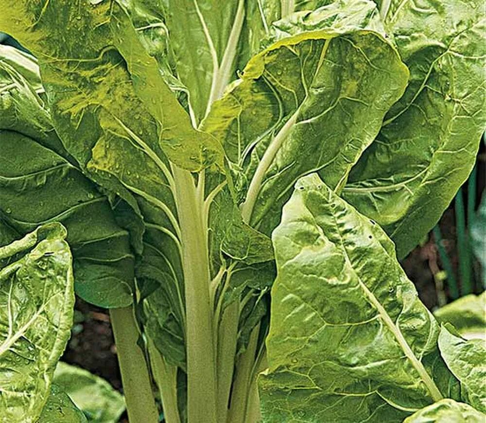 Капуста мангольд фото Mangold / Gartenarbeit Die besten Tipps für einen wahren Gärtner!