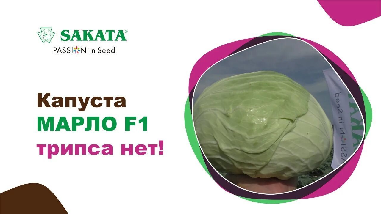 Капуста марло f1 описание сорта фото отзывы Капуста МАРЛО F1. Трипса нет! #лучшиесемена #семенакапусты #капустамарло - смотр