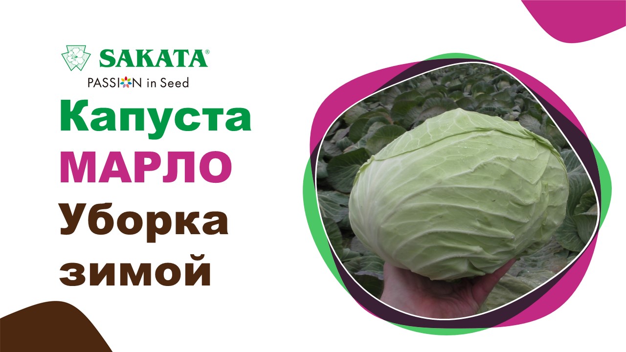 Капуста марло описание сорта фото Капуста МАРЛО в озимой культуре. Отличный результат! Южный Дагестан. #озимаякапу