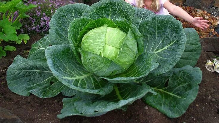 Капуста марло описание сорта фото Girl Plants Tiny Cabbage Plant In The Ground. Weeks Later, It’s 15 Times The Nor