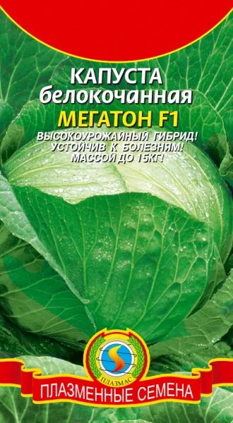 Капуста мегатон f1 отзывы фото Капуста б/к Мегатон F1 10шт Плазменные семена - купить семена в Москве и МО. 111