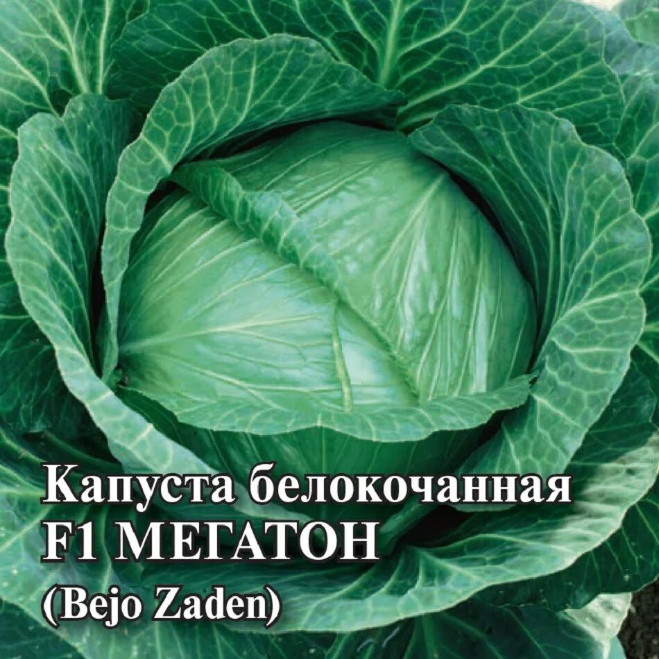 Капуста мегатон фото ✔ Семена Капуста белокочанная Мегатон F1, 100шт, Гавриш, Фермерское подворье, Be