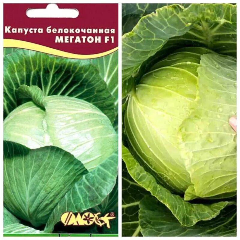 Капуста мегатон фото Капуста Мегатон: выращивание и уход за сортом Идеальный огород Дзен