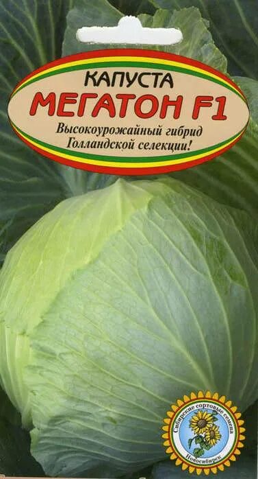 Капуста мегатон характеристика и описание фото Капуста Мегатон: описание сорта, характеристика