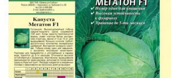Капуста мегатон характеристика и описание фото Капуста Мегатон F1: характеристика и описание гибридного сорта с фото