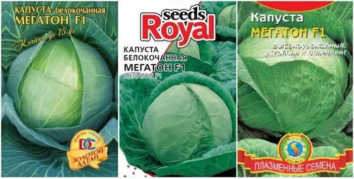 Капуста мегатон описание сорта фото Капуста сорт мегатон фото - DelaDom.ru