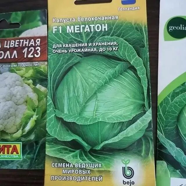 Капуста мегатон описание сорта фото отзывы Капуста Мегатон: описание сорта, характеристика