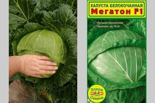 Капуста мегатонн описание сорта фото Сорт капусты мегатон описание фото - DelaDom.ru