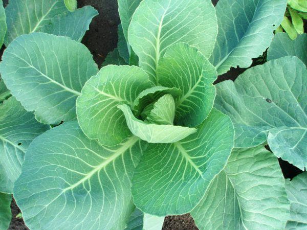 Капуста мензания фото Сорта капусты для засолки и квашения: поздние длительного хранения - Менза, Добр