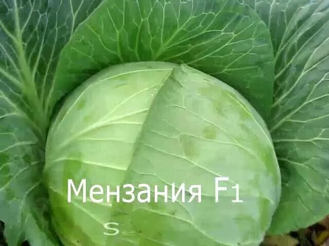Капуста мензания описание сорта фото отзывы Капуста Мензания: описание отзывы