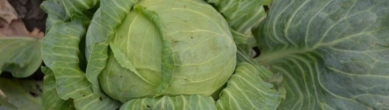 Капуста мензания описание сорта фото отзывы Купить Семена Капусты Мензания В Новосибирске - Aloidak.ru