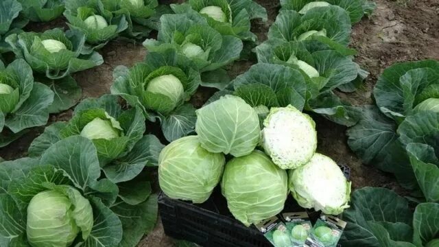 Капуста мензания описание сорта фото отзывы Капуста Mensa (Менза) F1: описание сорта, фото, отзывы Lifestyle Селдон Новости