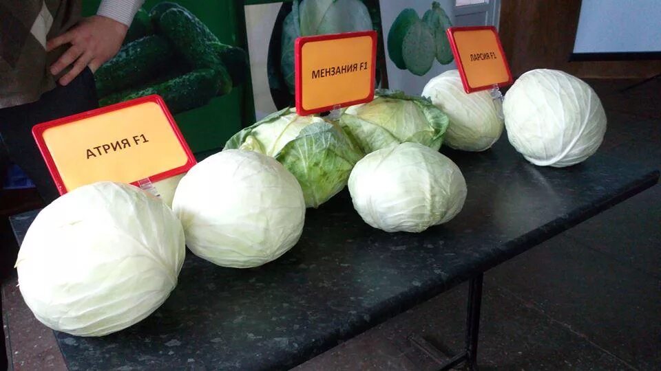 Капуста мензания описание сорта фото отзывы садоводов Капуста Мензания - описание сорта, фото, отзывы