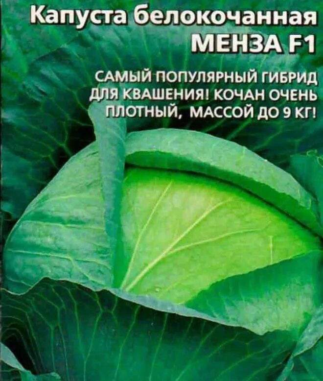 Капуста мензания описание сорта фото отзывы садоводов Семена Капуста б/к Менза F1: описание сорта, фото - купить с доставкой или почто