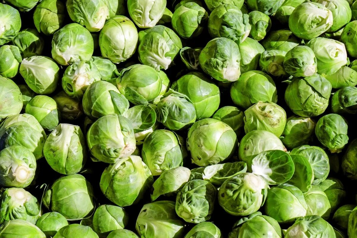 Капуста мини фото Free Images : food, produce, eat, cabbage, vitamins, kohl, rosenkoehlchen, bruss