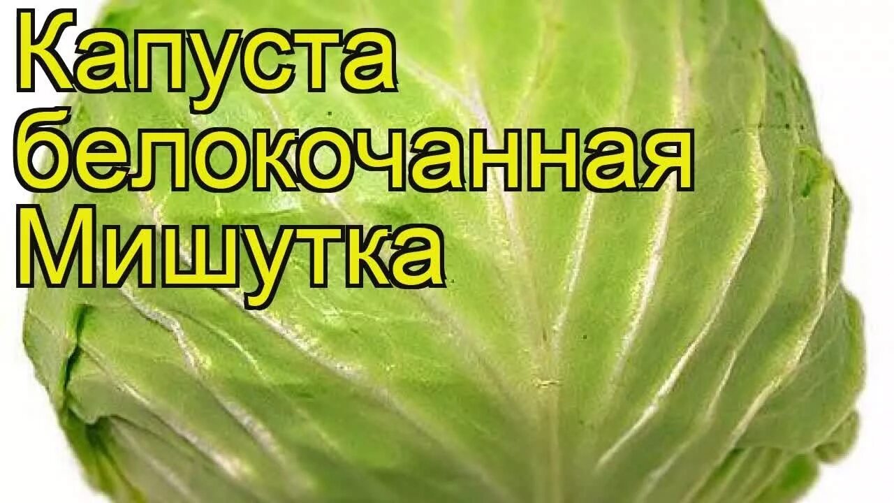 Капуста мишутка описание сорта фото отзывы Капуста белокочанная Мишутка. Краткий обзор, описание характеристик, где купить 