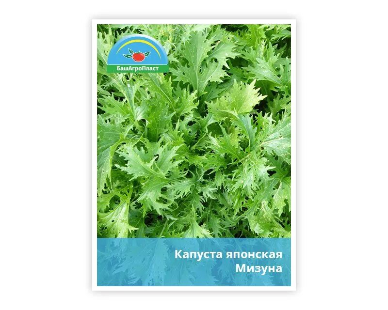Капуста мизуна отзывы фото и описание Капуста японская мизуна отзывы: найдено 84 картинок