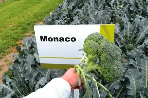 Капуста монако описание сорта фото Правила выращивания капусты брокколи Монако рассадой и посевом в открытый грунт 