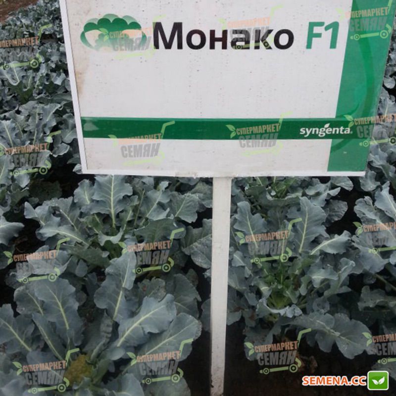 Капуста монако описание сорта фото Монако F1 семена брокколи Syngenta купить, выгодная цена в Украине
