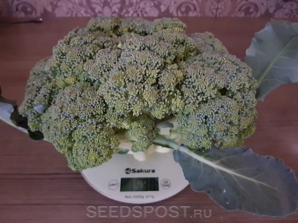 Капуста монако описание сорта фото Капуста брокколи Монако F1, 10 шт., купить в интернет магазине Seedspost.ru