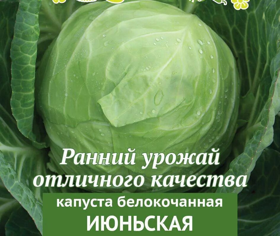 Капуста московская описание сорта фото отзывы Купить семена Капуста Июньская (нк) 1,5гр с доставкой курьером и почтой в интерн