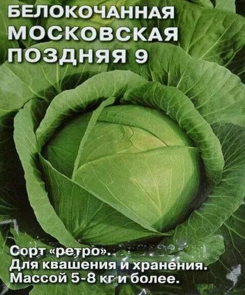 Капуста московская поздняя отзывы фото Капуста бк Московская поздняя 15 (НК) Капуста. Семена овощей