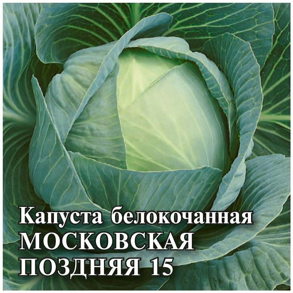 Капуста московская поздняя отзывы фото Капуста белокочанная Московская поздняя 9 10 г - купить в интернет-магазине по н