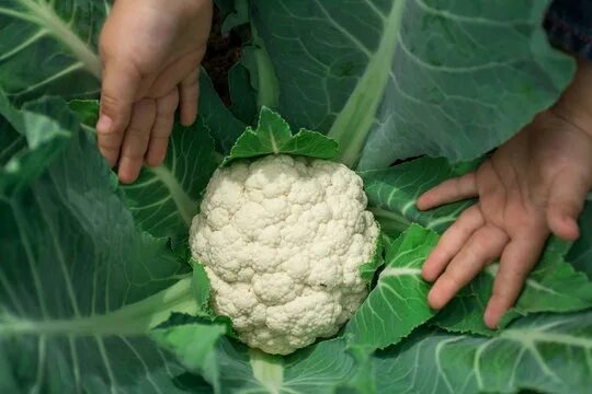 Капуста мозговая фото 8 BEST "A Head Of Cabbage" IMAGES, STOCK PHOTOS & VECTORS Adobe Stock