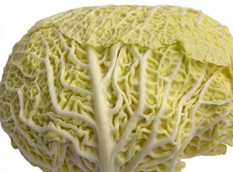 Капуста мозговая фото Cabbage stock image. Image of foods, health, fresh, eating - 8169387