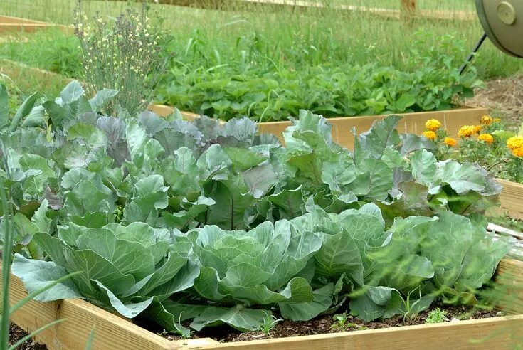 Капуста на грядке фото How to Grow Cabbage - Harvest to Table Cabbage seeds, Plants, Heirloom vegetable