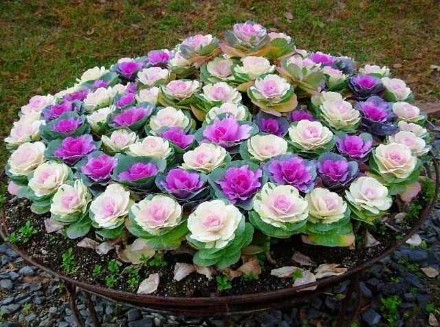 Капуста на клумбе фото Российский Сервис Онлайн-Дневников Fall container gardens, Fall plants, Beautifu