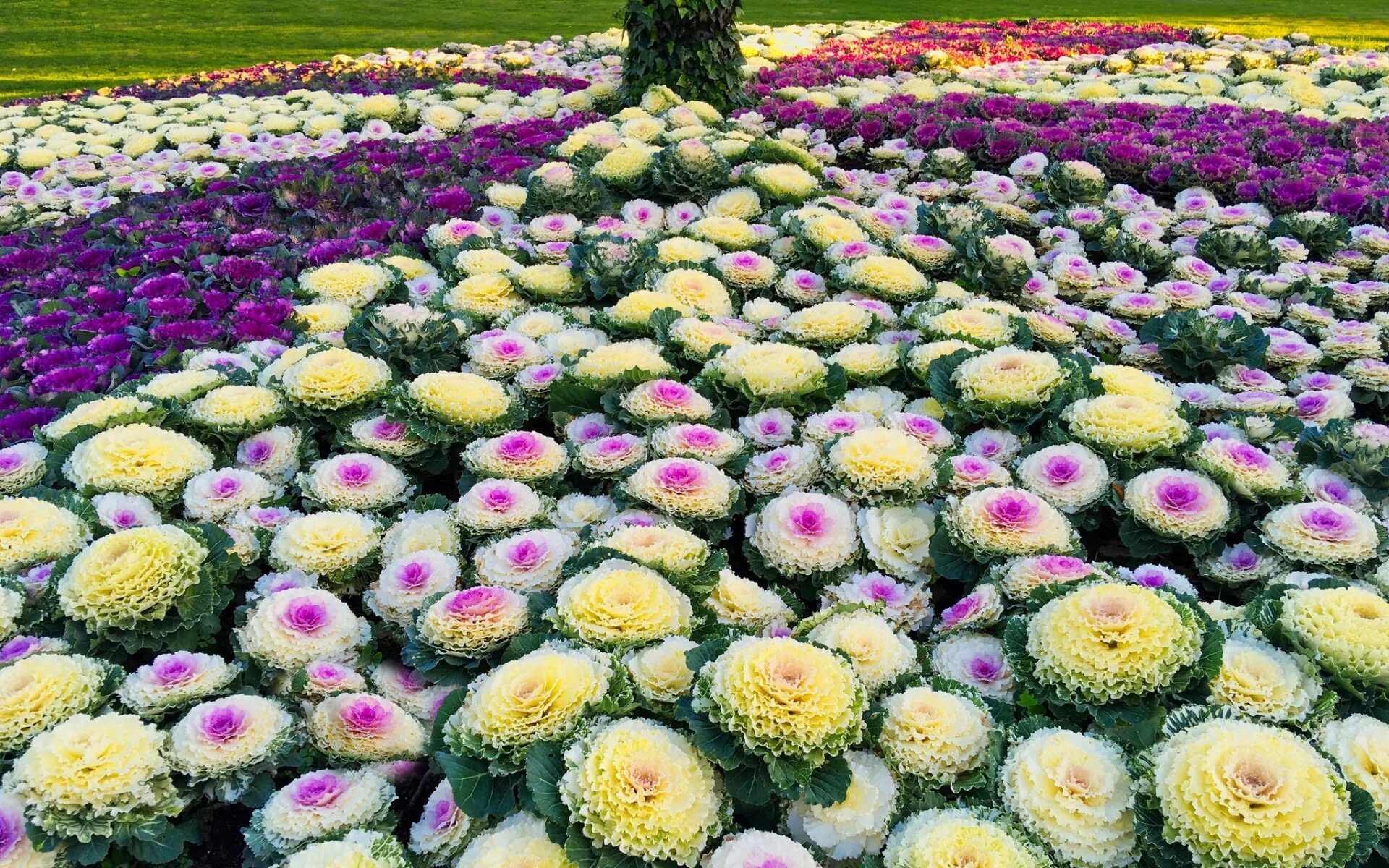 Капуста на клумбе фото Download wallpaper Park, flowerbed, cabbage, section flowers in resolution 1920x