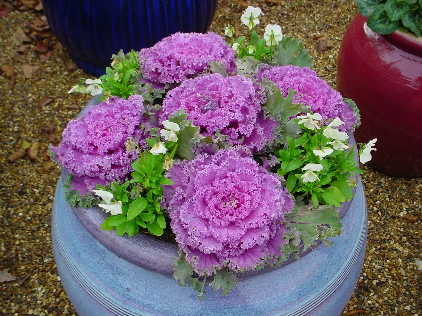 Капуста на клумбе фото brassicas and pansies, winter display Topf- und kübelpflanzen, Garten deko, Gemü
