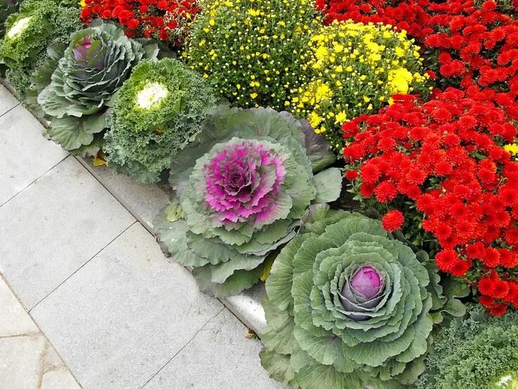 Капуста на клумбе фото Mums and ornamental Kale add a big punch of color in the fall here in New York a
