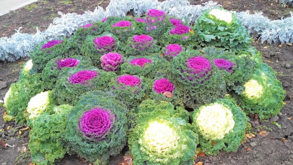 Капуста на клумбе фото Яркое растение, которое украсит сад до стойких морозов! GardenLife Дзен