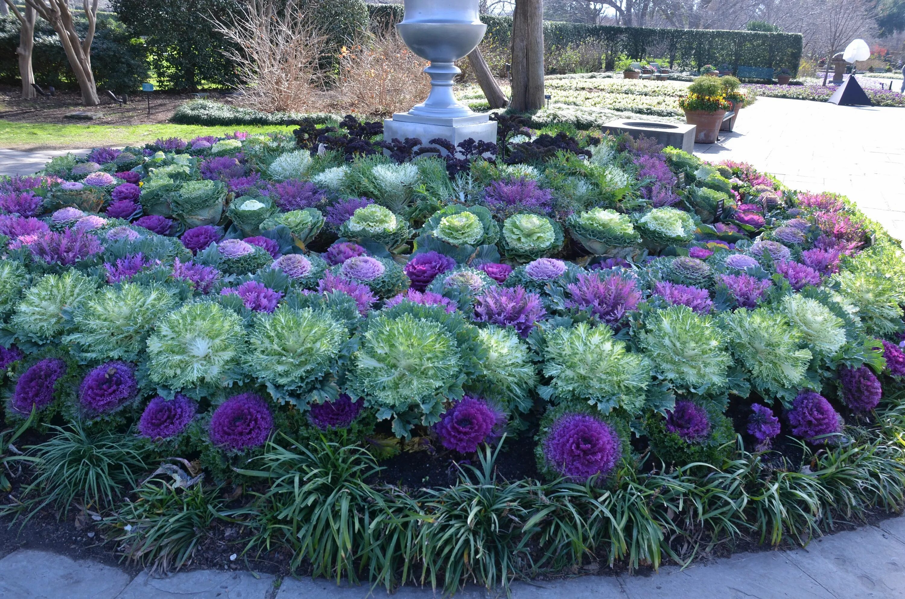 Капуста на клумбе фото Fall Garden Plants for Sale: Flowering Kale