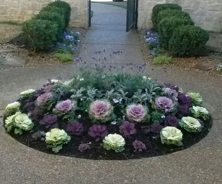 Капуста на клумбе фото Let's Beautify Your Outdoor Garden with These Fall Decorations Fall landscaping,