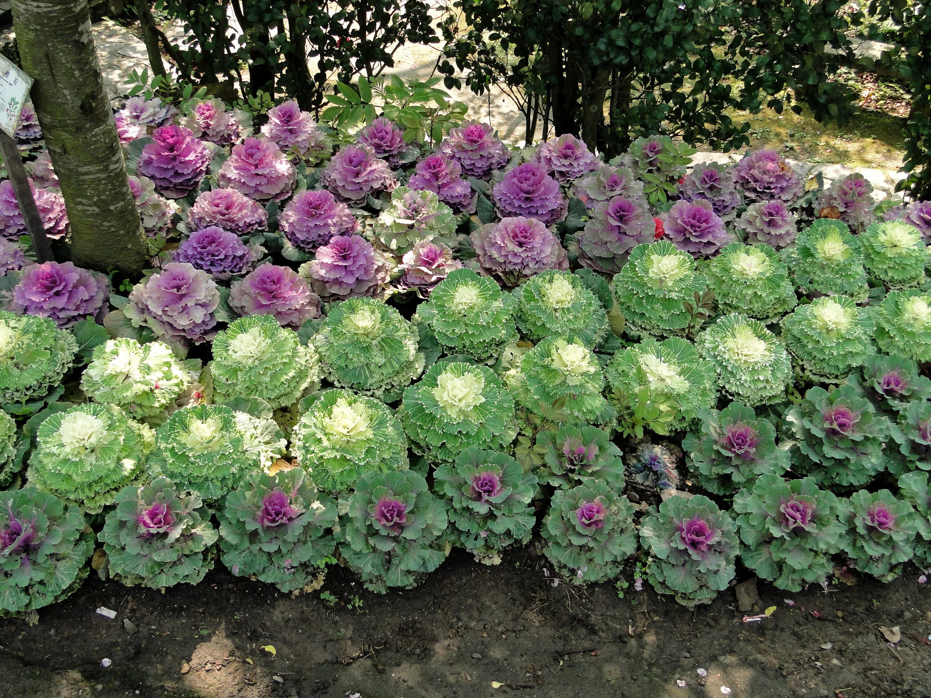 Капуста на клумбе фото File:Flowers in Yangmingshan Park 02.jpg - Wikimedia Commons