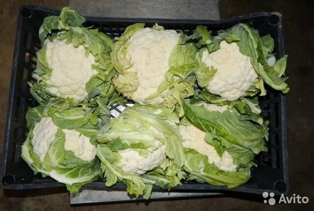 Капуста на зиму фото Цветная капуста оптом купить в Барнауле Товары для дома и дачи Авито