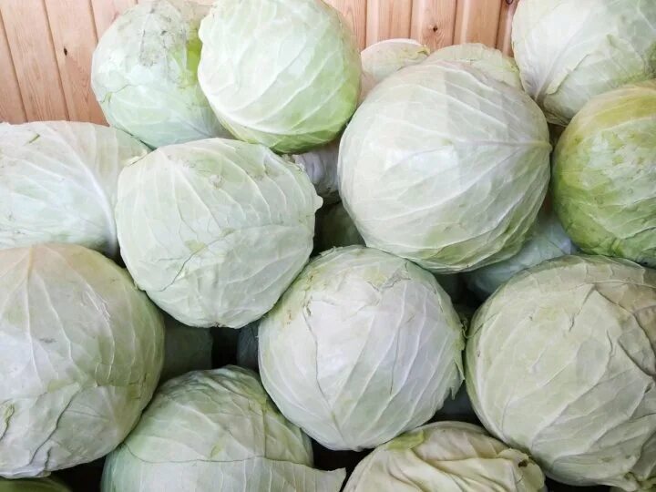 Капуста на зиму фото Капуста для засолки - купить в Хомутово, цена 30 руб., продано 29 октября 2020 -