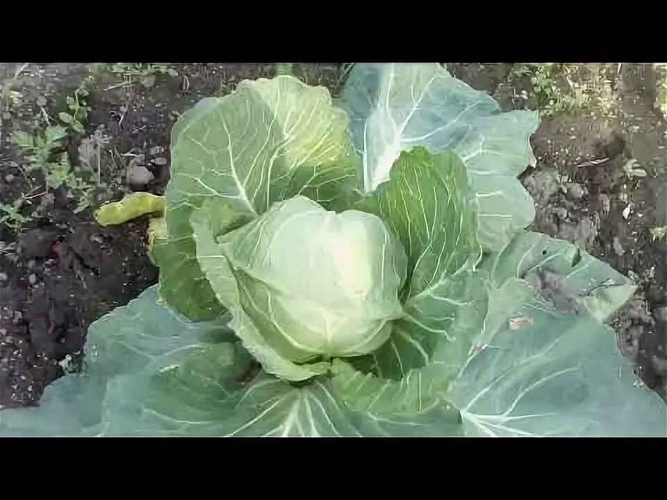 Капуста надежда фото Капуста Надежда. Завязываются кочаны. 24.08 - YouTube