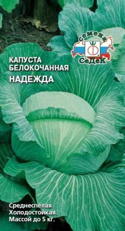 Капуста надежда фото Семена Капуста б/к Надежда: описание сорта, фото - купить с доставкой или почтой
